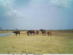 Syncerus caffer brachyceros