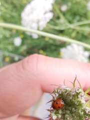 Hippodamia variegata