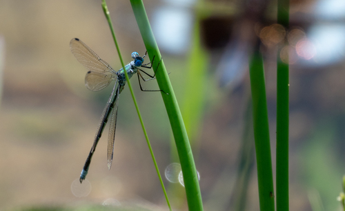 Amber-winged Spreadwing photo 4