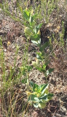 Astragalus asclepiadoides