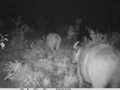 Syncerus caffer brachyceros