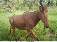 Alcelaphus buselaphus major