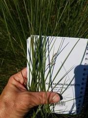Sporobolus silveanus