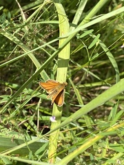 Thymelicus sylvestris