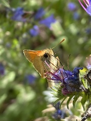 Thymelicus sylvestris