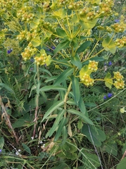 Euphorbia stepposa