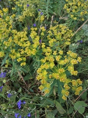 Euphorbia stepposa