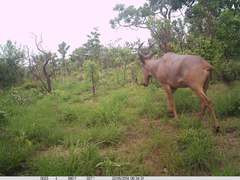 Alcelaphus buselaphus major