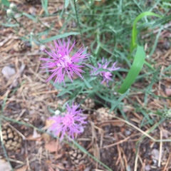 Centaurea borysthenica