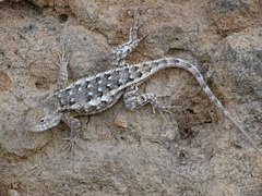 Sceloporus albiventris