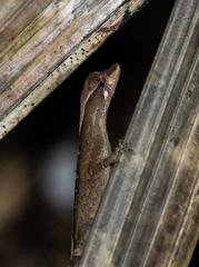 Anolis chrysolepis