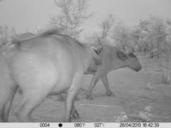 Syncerus caffer brachyceros