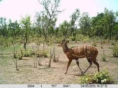 Tragelaphus scriptus