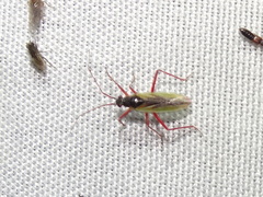 Teratocoris discolor