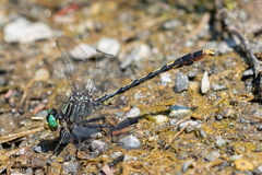 Arigomphus villosipes