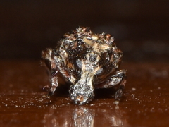 Meconemus