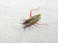 Teratocoris discolor