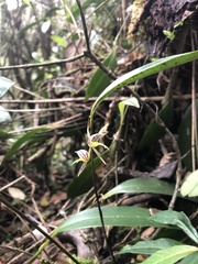 Orchidaceae