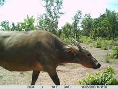 Syncerus caffer brachyceros