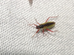 Teratocoris discolor
