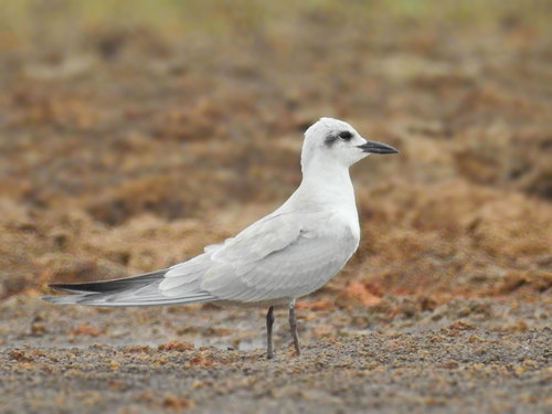 Gull-billed Tern