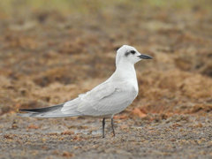 Gull-Billed Tern photo 3