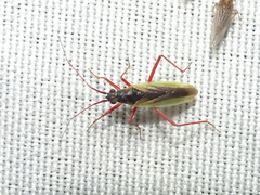 Teratocoris discolor