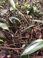 Orchidaceae