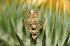 Terellia tussilaginis