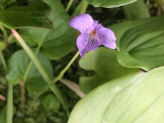 Viola langsdorffii