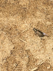 Ellipsoptera marginata