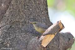 Phylloscopus griseolus