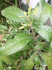 Chionanthus pubescens