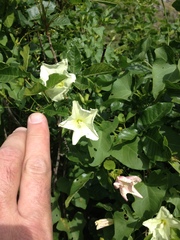 Calystegia occidentalis