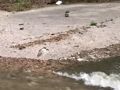 Nycticorax nycticorax