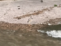 Nycticorax nycticorax