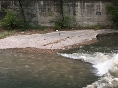 Nycticorax nycticorax