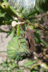Leptoglossus concaviusculus