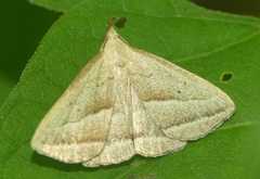 Macrochilo absorptalis
