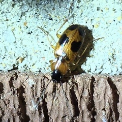 Badister neopulchellus