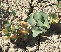 Astragalus asclepiadoides