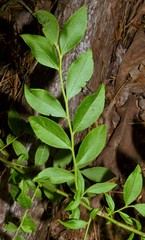 Vaccinium virgatum