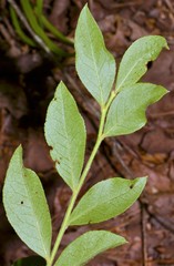 Vaccinium virgatum