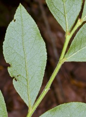 Vaccinium virgatum