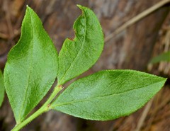 Vaccinium virgatum
