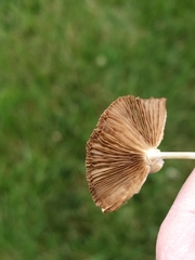 Conocybe apala