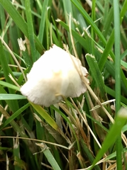 Conocybe apala