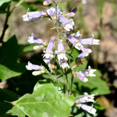 Penstemon gracilis