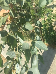 Magnoliopsida