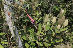 Passiflora hyacinthiflora